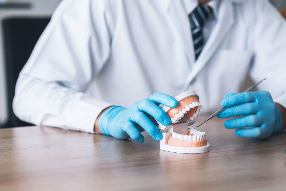 Dentist using tooth jaw model to explain something at his desk